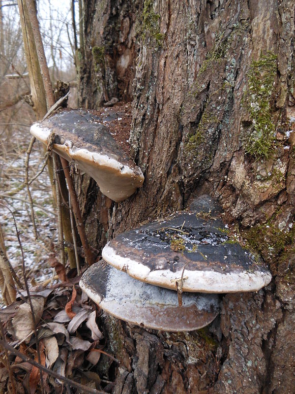 ohňovec obyčajný Phellinus igniarius (L.) Quél.