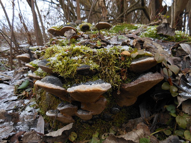 ohňovec obyčajný Phellinus igniarius (L.) Quél.