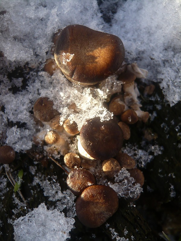 hliva ustricovitá Pleurotus ostreatus (Jacq.) P. Kumm.