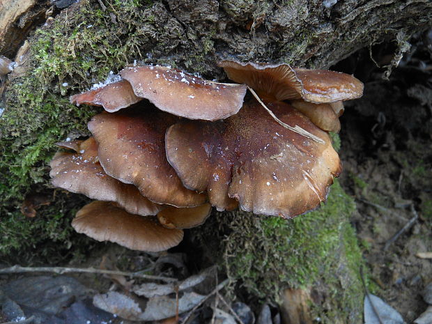 pňovka neskorá Sarcomyxa serotina (Pers.) P. Karst.