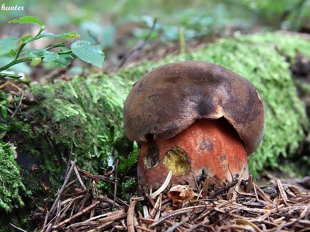 hríb zrnitohlúbikový Sutorius luridiformis (Rostk.) G. Wu & Zhu L. Yang