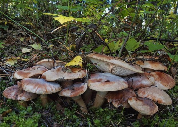 čírovka prstencová Tricholoma batschii Gulden