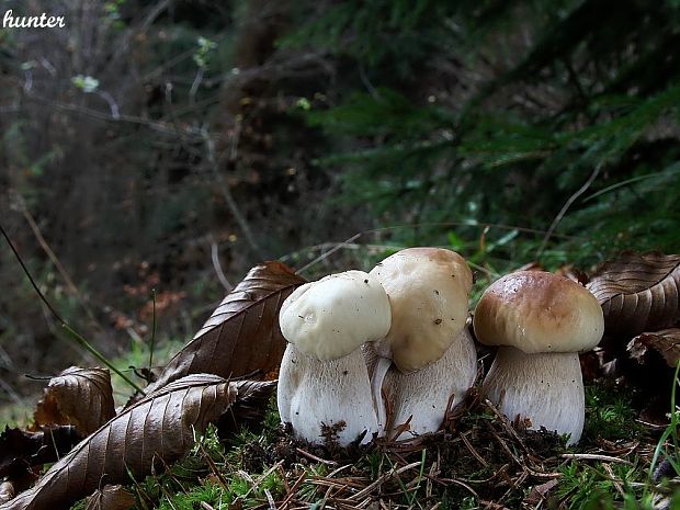 hríb smrekový Boletus edulis Bull.