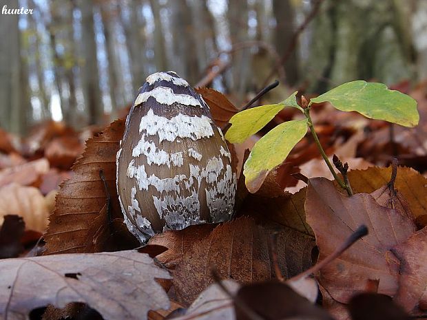 hnojník strakatý Coprinopsis picacea (Bull.) Redhead, Vilgalys & Moncalvo