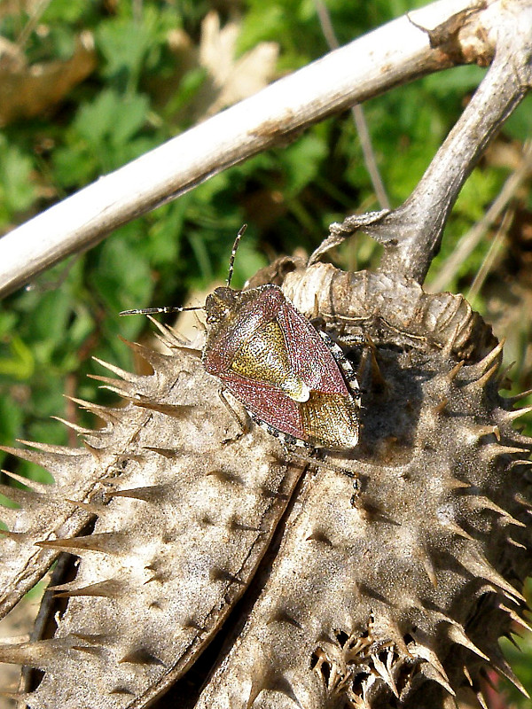 bzdocha obyčajná / kněžice chlupatá Dolycoris baccarum Linnaeus, 1758