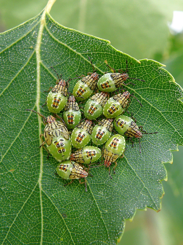 bzdocha sivá / kněžovka mateřská Elasmucha grisea  Linnaeus, 1758