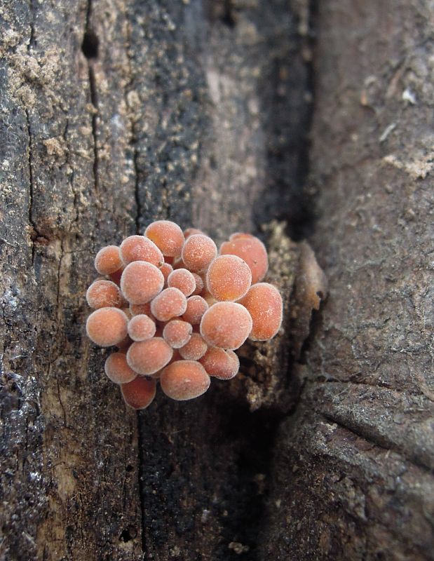 plamienka Flammulina sp.