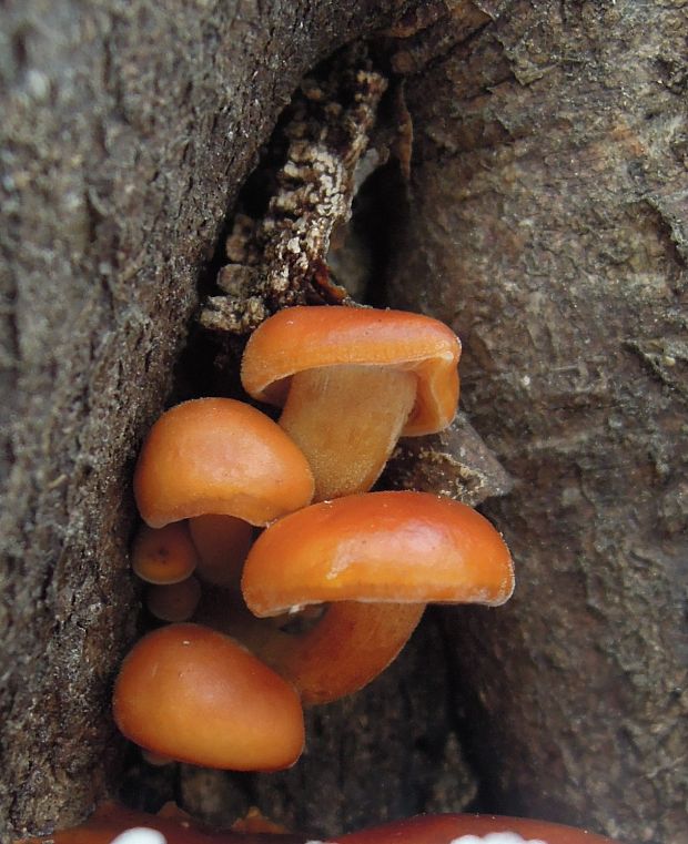 plamienka Flammulina sp.