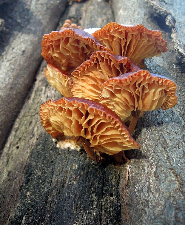 plamienka Flammulina sp.