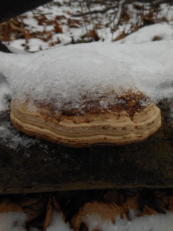 práchnovec kopytovitý Fomes fomentarius (L.) J.J. Kickx