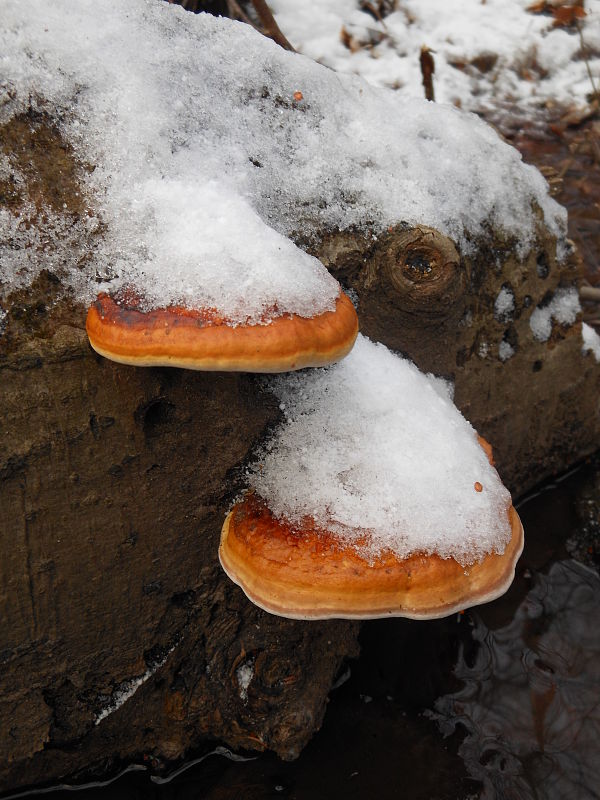 práchnovček pásikavý Fomitopsis pinicola (Sw.) P. Karst.