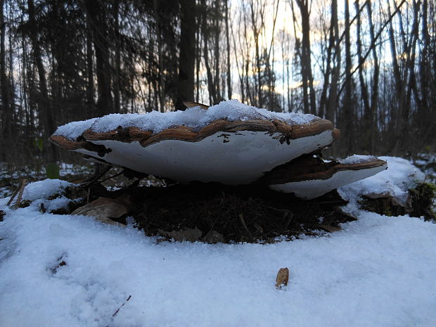 lesklokôrovka plochá Ganoderma applanatum (Pers.) Pat.