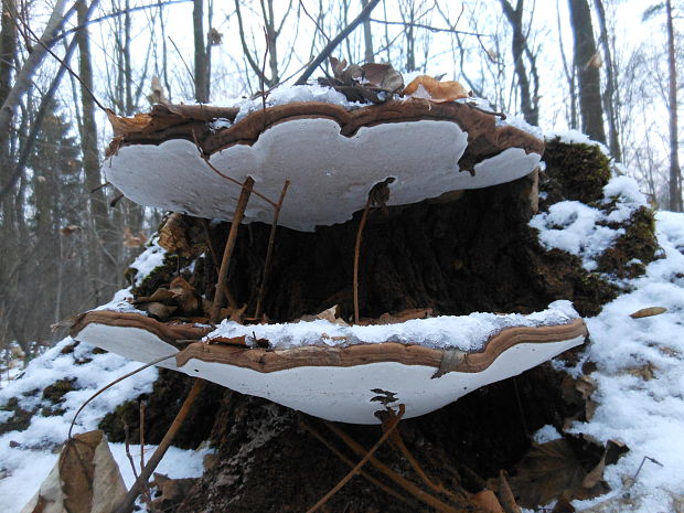 lesklokôrovka plochá Ganoderma applanatum (Pers.) Pat.