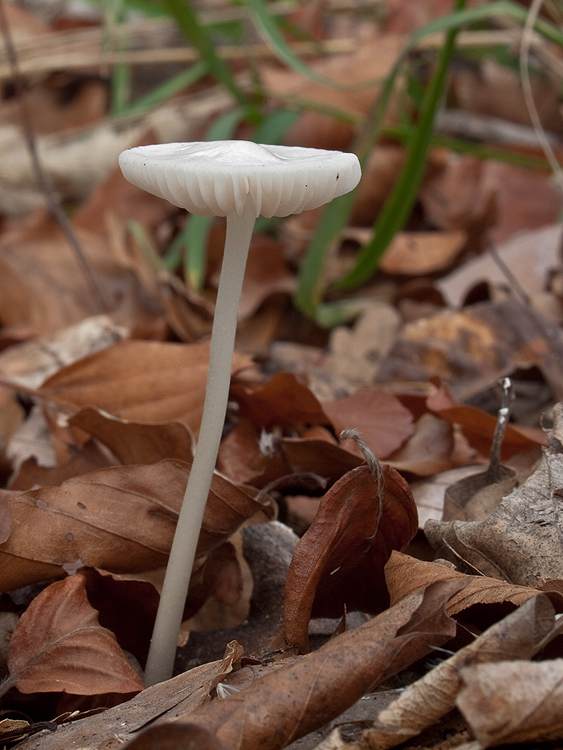 sliznačka koreňujúca Hymenopellis radicata (Relhan) R.H. Petersen