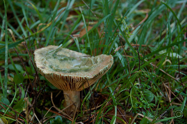 rýdzik  Lactarius semisanguifluus R. Heim & Leclair