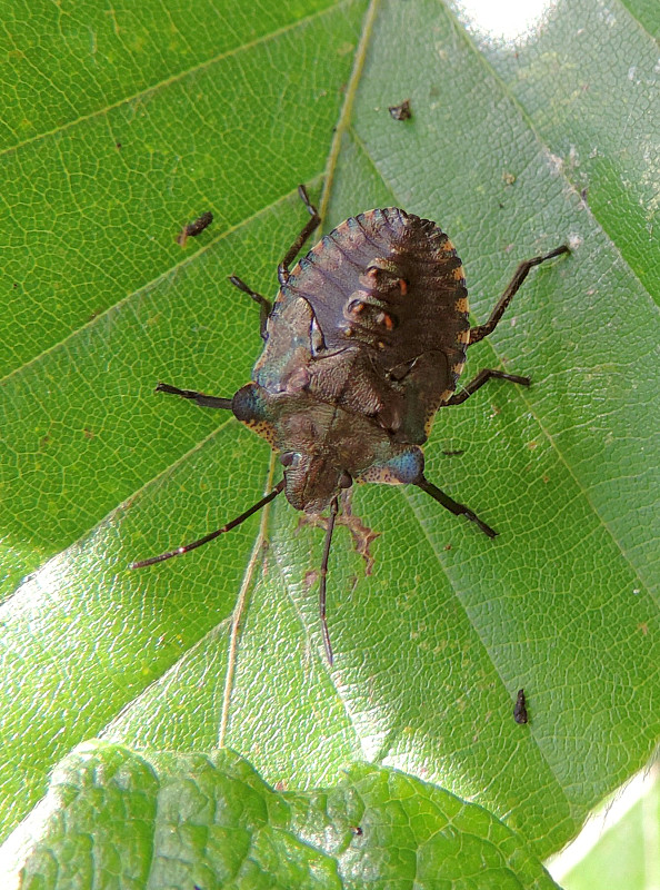 bzdocha červenonohá / kněžice rudonohá Pentatoma rufipes Linnaeus, 1758