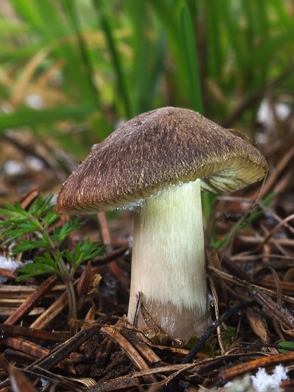 čírovka zemná Tricholoma terreum (Schaeff.) P. Kumm.