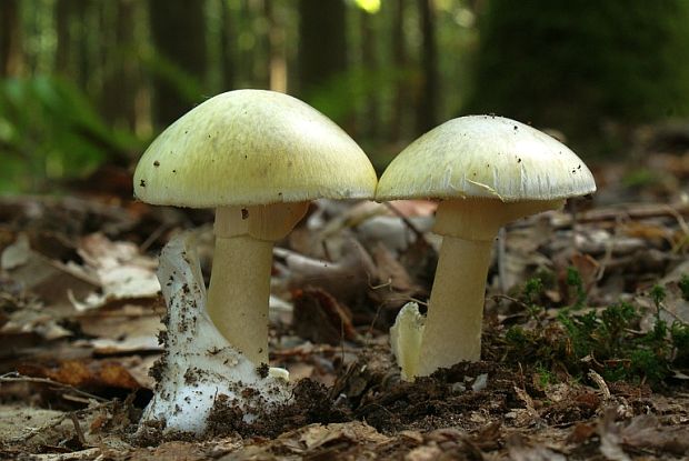 muchotrávka zelená Amanita phalloides (Vaill. ex Fr.) Link