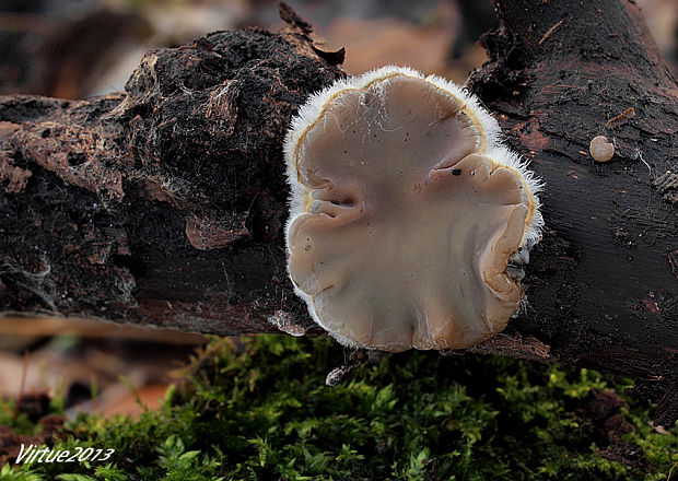 uchovka pásikavá Auricularia mesenterica (Dicks.) Pers.