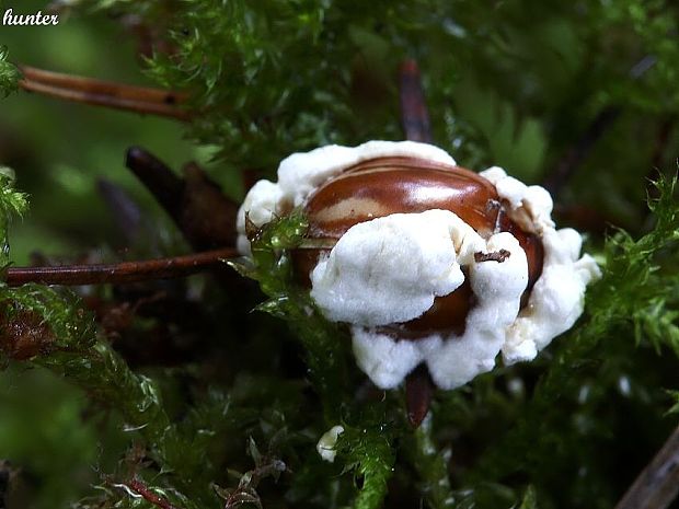 bovéria Beauveria sp.