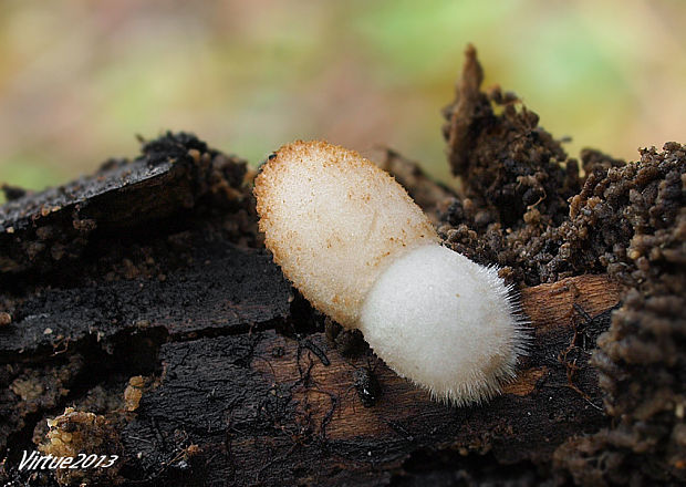 hnojník Coprinus sp.??