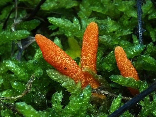 žezlovka hmyzová Cordyceps militaris (Fr.) Link