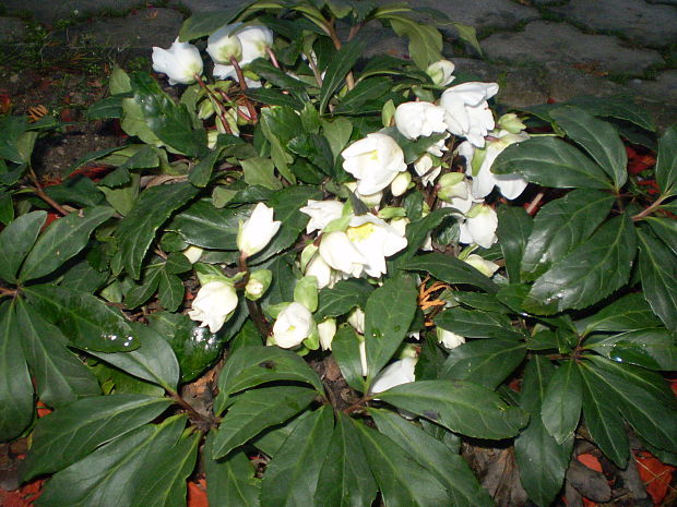 čemerica čierna Helleborus niger L.