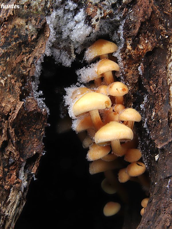 strapcovka Hypholoma sp.