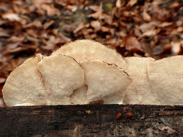 trúdnikovec pestrý Trametes versicolor (L.) Lloyd