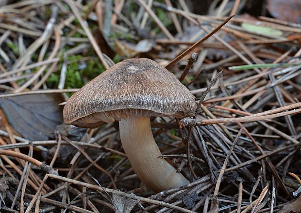 čírovka zemná Tricholoma terreum (Schaeff.) P. Kumm.