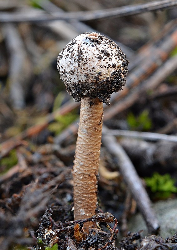 stopkovec zimný Tulostoma brumale Pers.