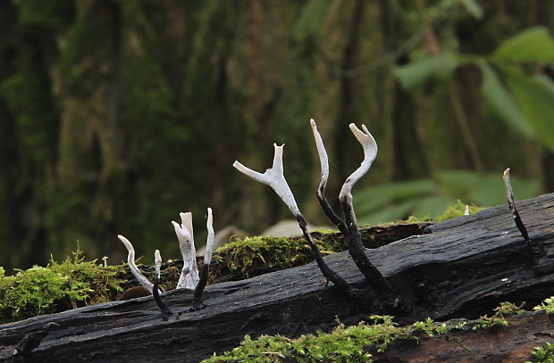 drevnatec parohatý Xylaria hypoxylon (L.) Grev.