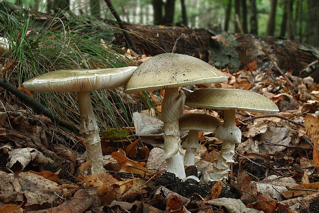 muchotrávka zelená Amanita phalloides (Vaill. ex Fr.) Link