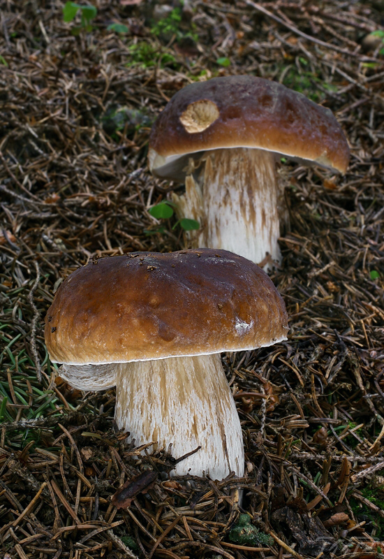 hríb smrekový Boletus edulis Bull.