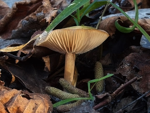 strmuľka voňavá Clitocybe fragrans (With.) P. Kumm.