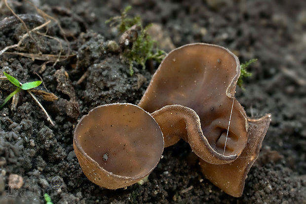 hľuznatka veternicová Dumontinia tuberosa (Bull.) L.M. Kohn