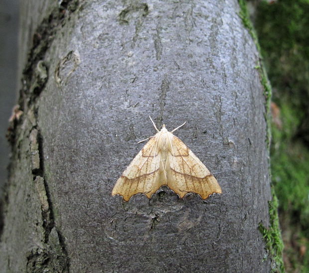 listnatka dubová Ennomos quercinaria