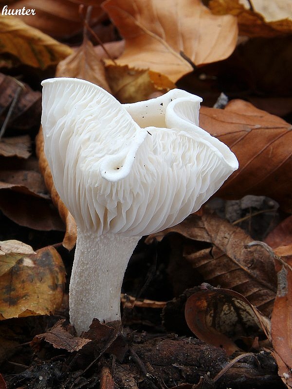 šťavnačka slonovinová Hygrophorus eburneus (Bull.) Fr.