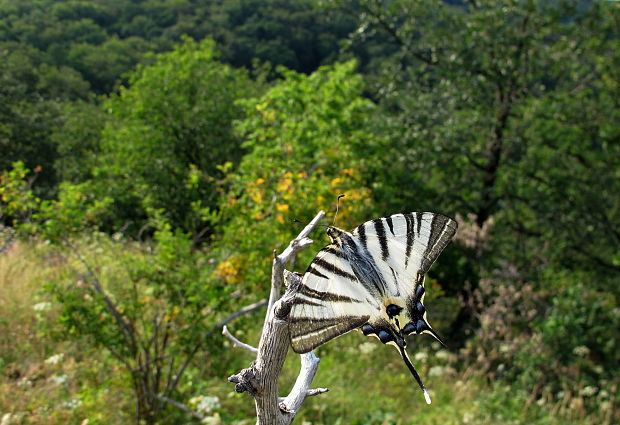 vidlochvost ovocný Iphiclides podalirius