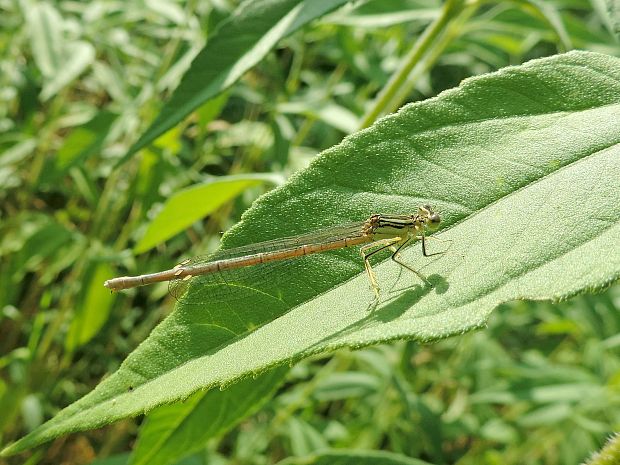 šidielko ploskonohé / šidélko brvonohé Platycnemis pennipes Pallas, 1771