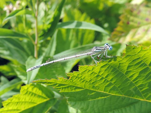 šidielko ploskonohé / šidélko brvonohé Platycnemis pennipes Pallas, 1771