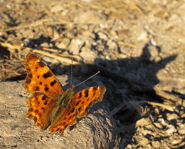 babôčka zubatokrídla Polygonia c-album