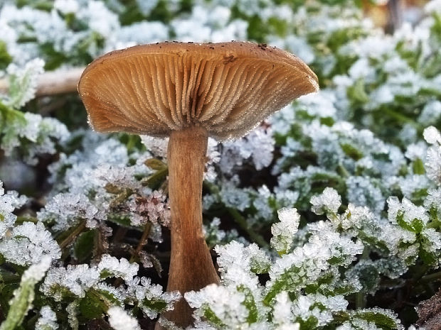 strmulica čiaškovitá Pseudoclitocybe cyathiformis (Bull.) Singer