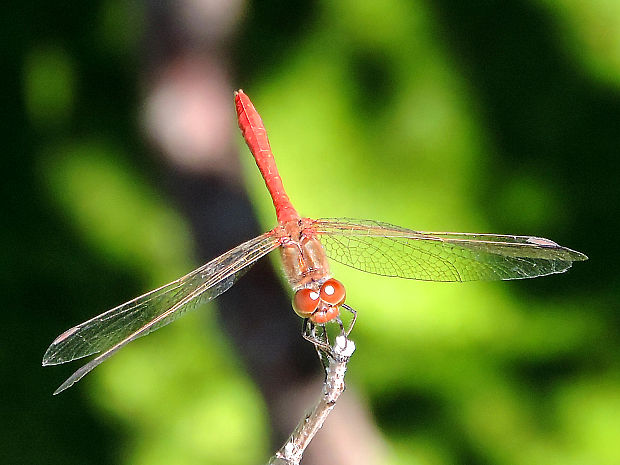 - / vážka jižní Sympetrum meridionale Sélys, 1841