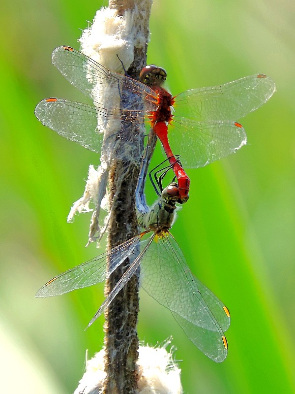 vážka obyčajná / vážka obecná Sympetrum vulgatum Linnaeus, 1758