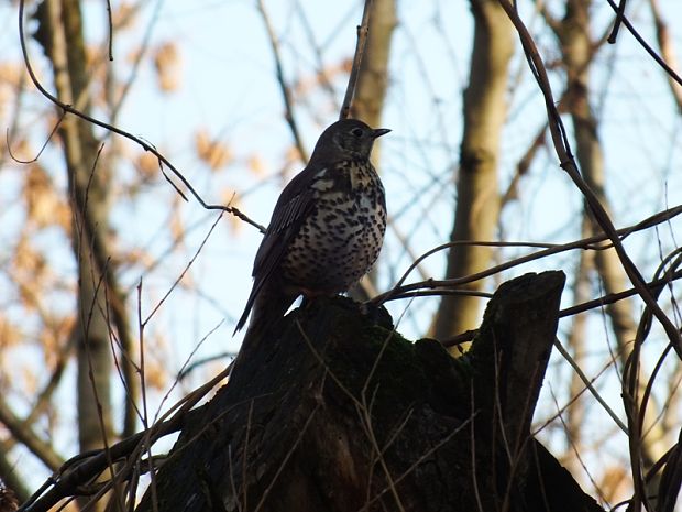 drozd trskotavý Turdus viscivorus