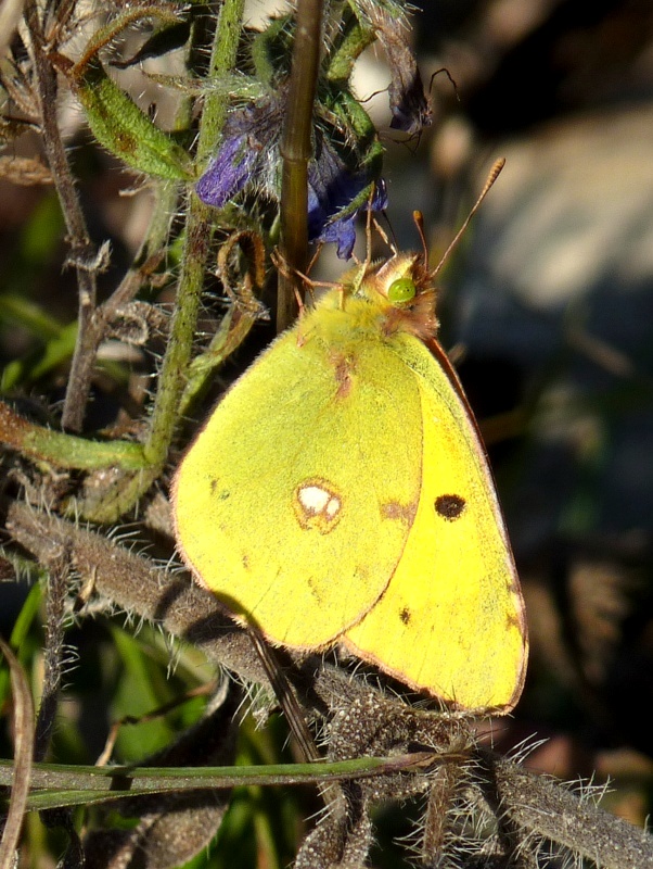 žltáčik vičencový Colias crocea