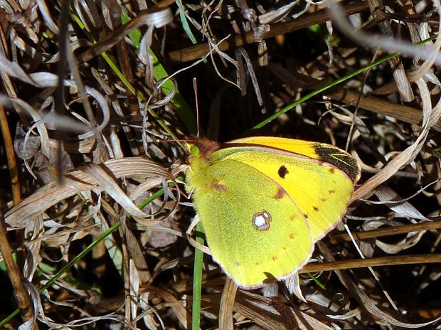 žltáčik vičencový Colias crocea