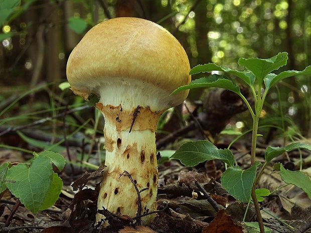 pavučinovec mazľavý Cortinarius trivialis J.E. Lange