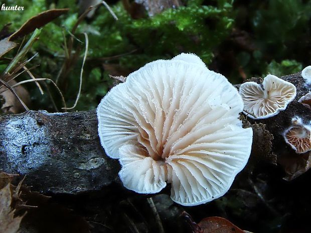 pahliva Crepidotus sp.